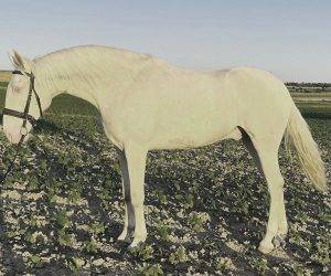 CARLIN : Magnifique Cremello avec Très Bon Caractèr