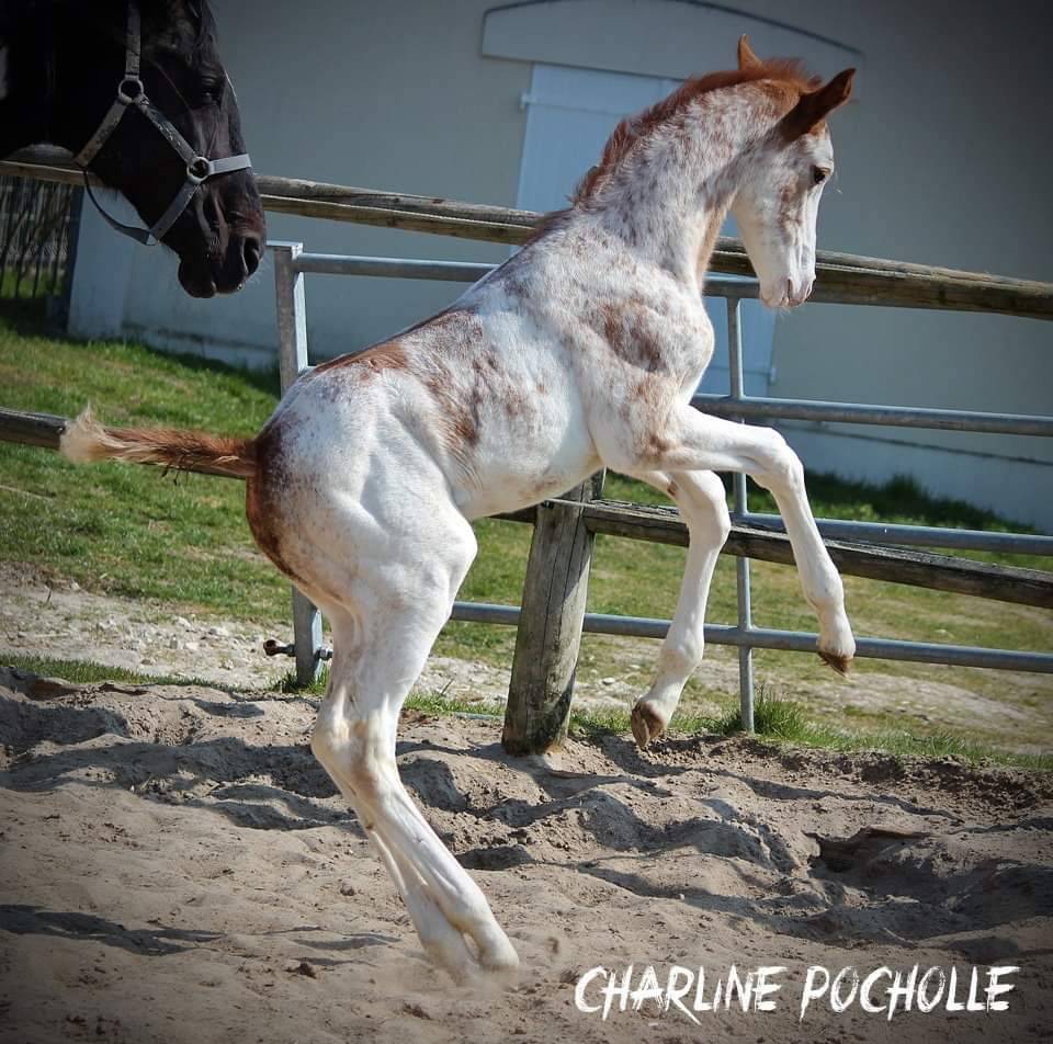 &Eacute;talon pie palomino DW5
