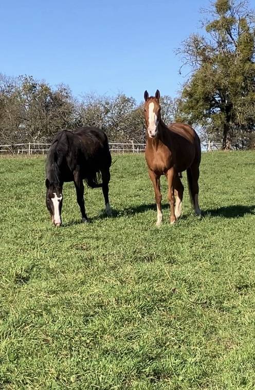 Écurie active proche Suisse