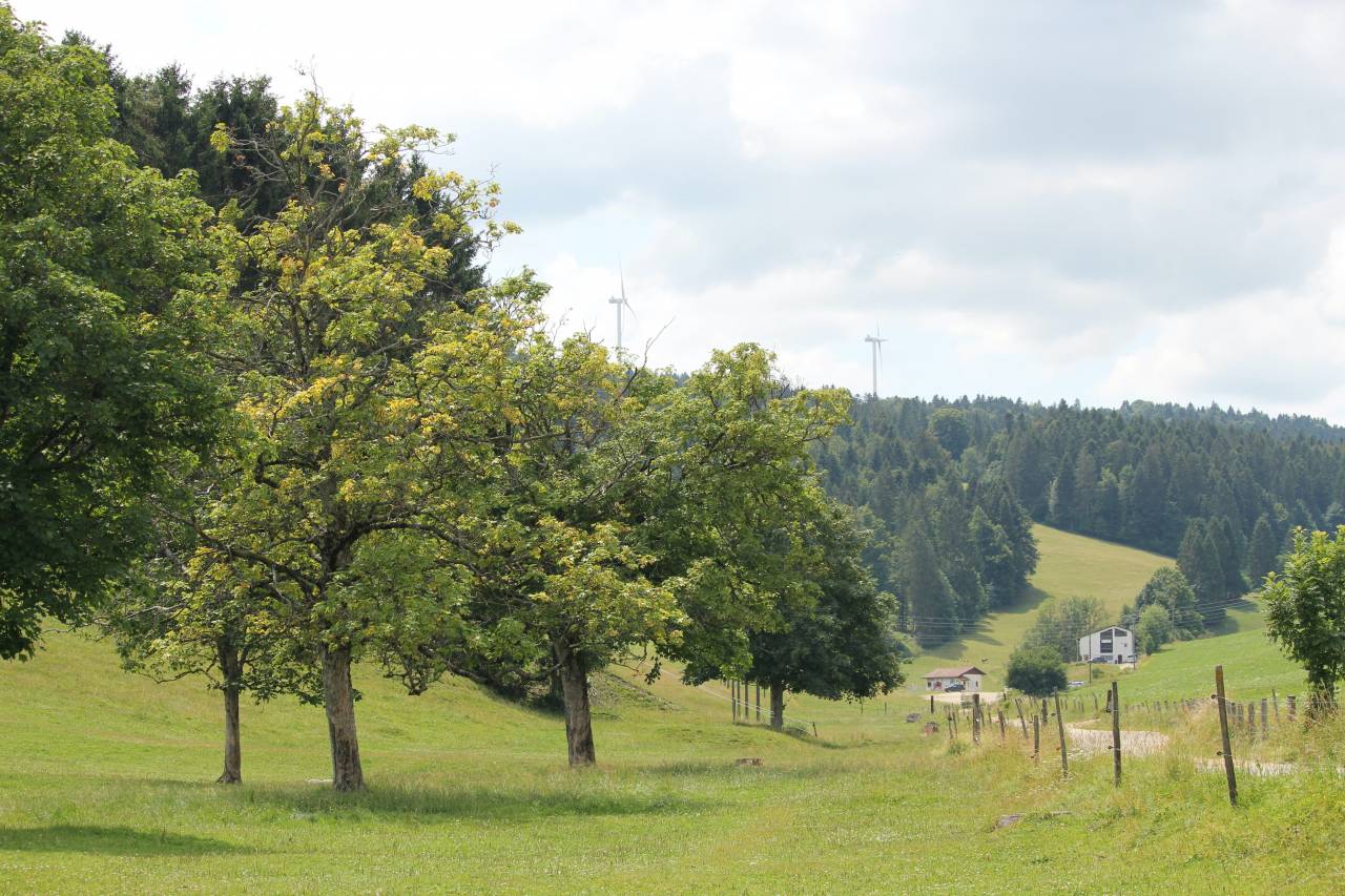 Boxes et stabulations libres, Jura Bernois