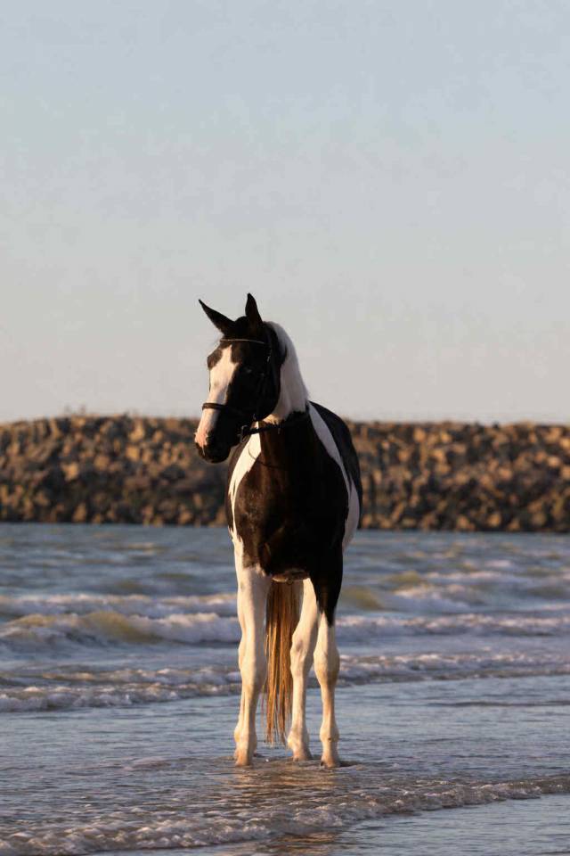 &Eacute;talon pie noir homozygote Linvictus d&rsquo;Enjoy 