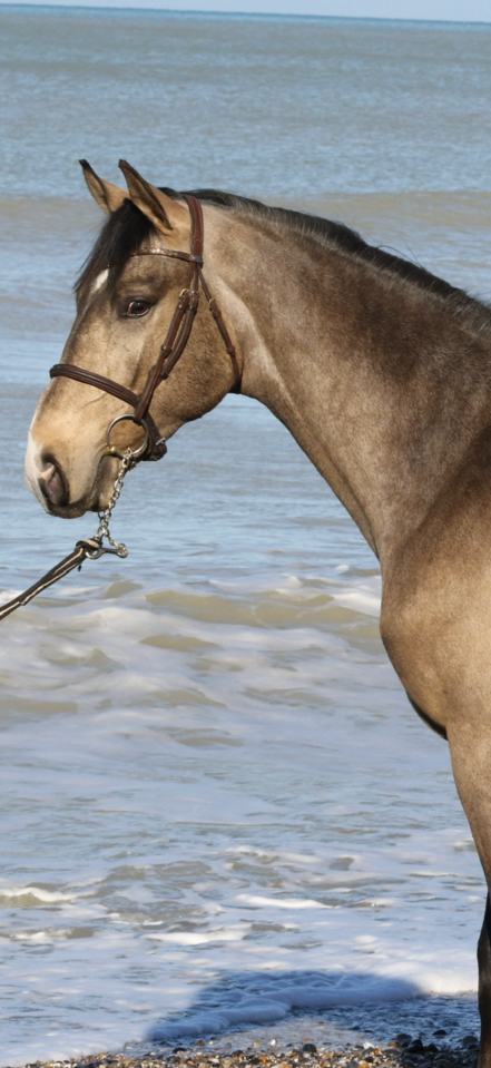 &Eacute;talon sport Isabelle souche de Mylord carthago