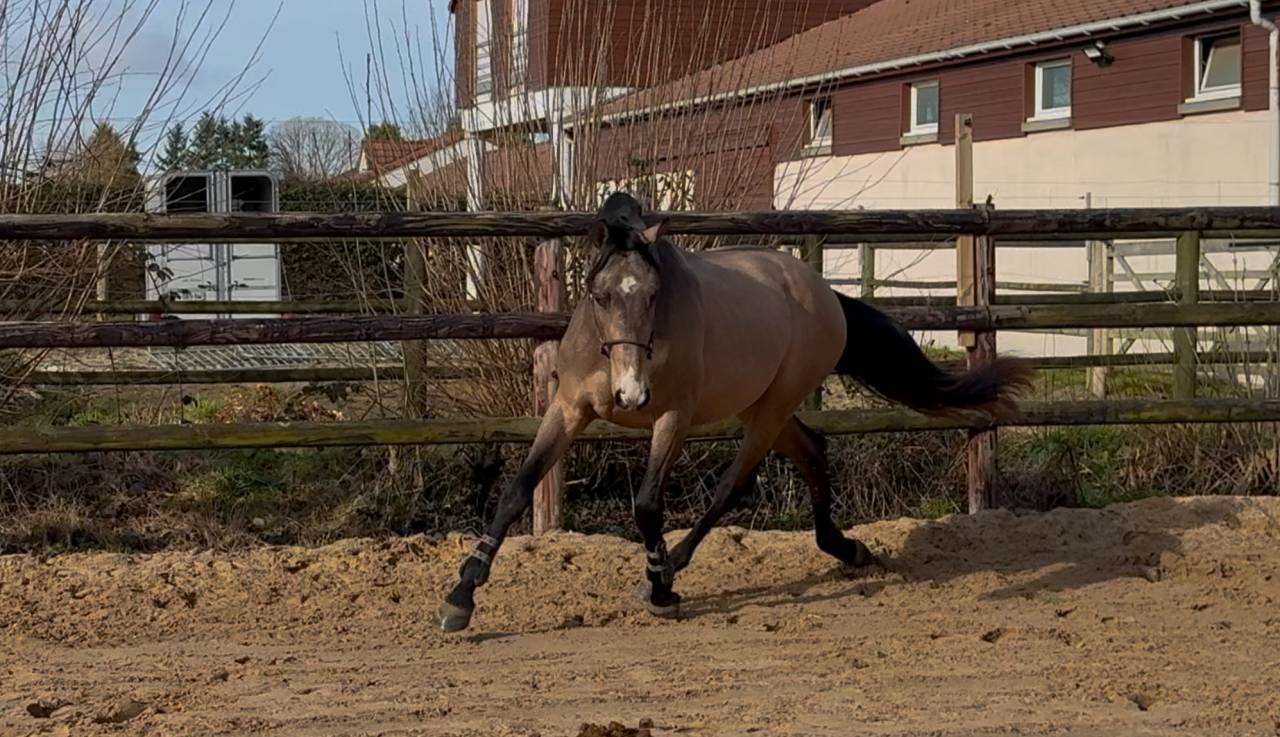 &Eacute;talon sport Isabelle souche de Mylord carthago