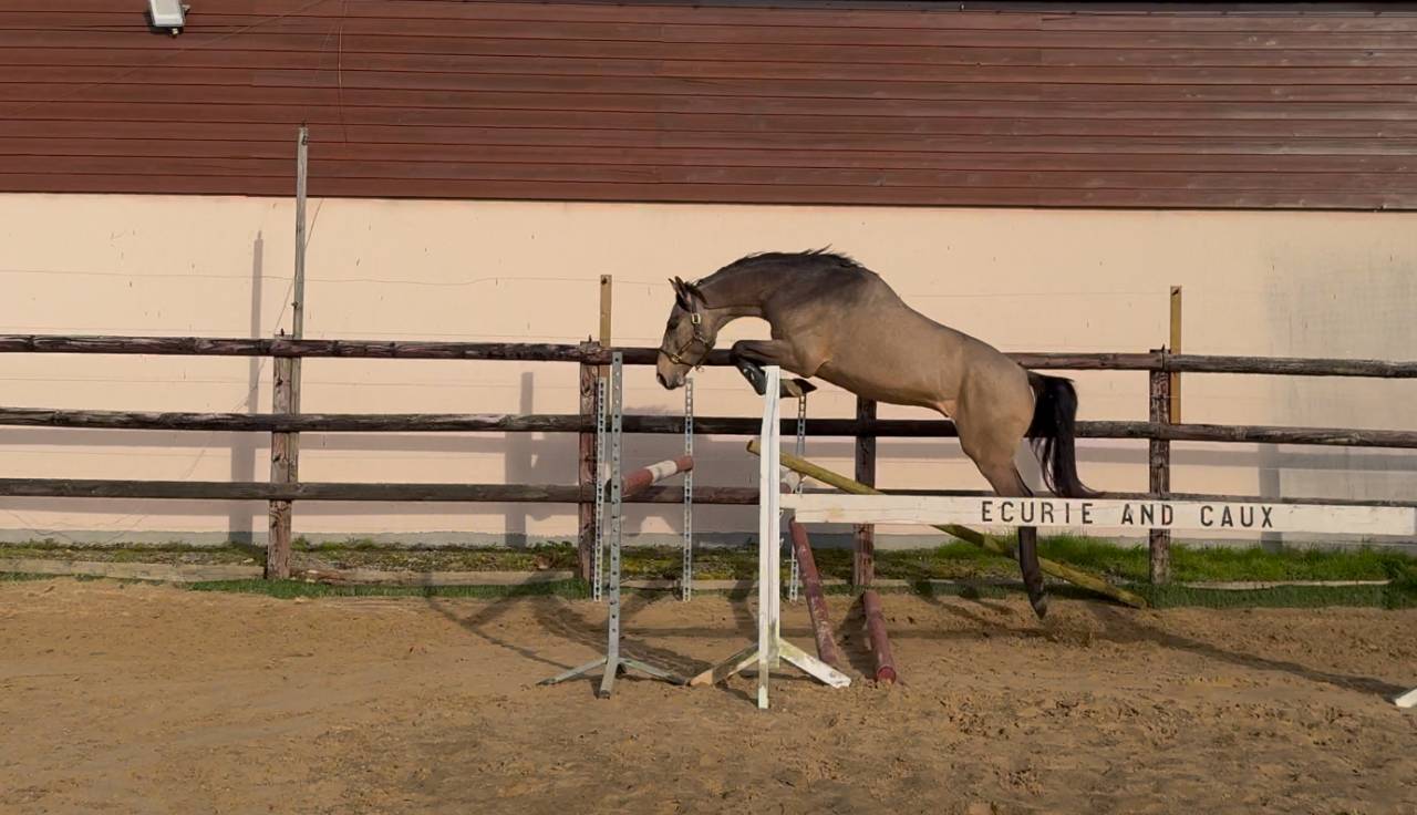 &Eacute;talon sport Isabelle souche de Mylord carthago