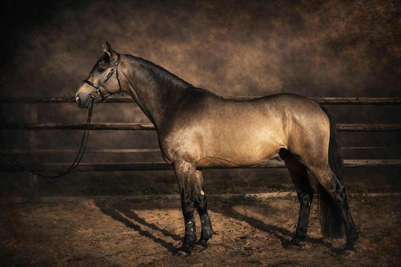 &Eacute;talon sport Isabelle souche de Mylord carthago