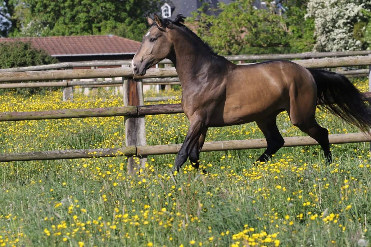 &Eacute;talon sport Isabelle souche de Mylord carthago