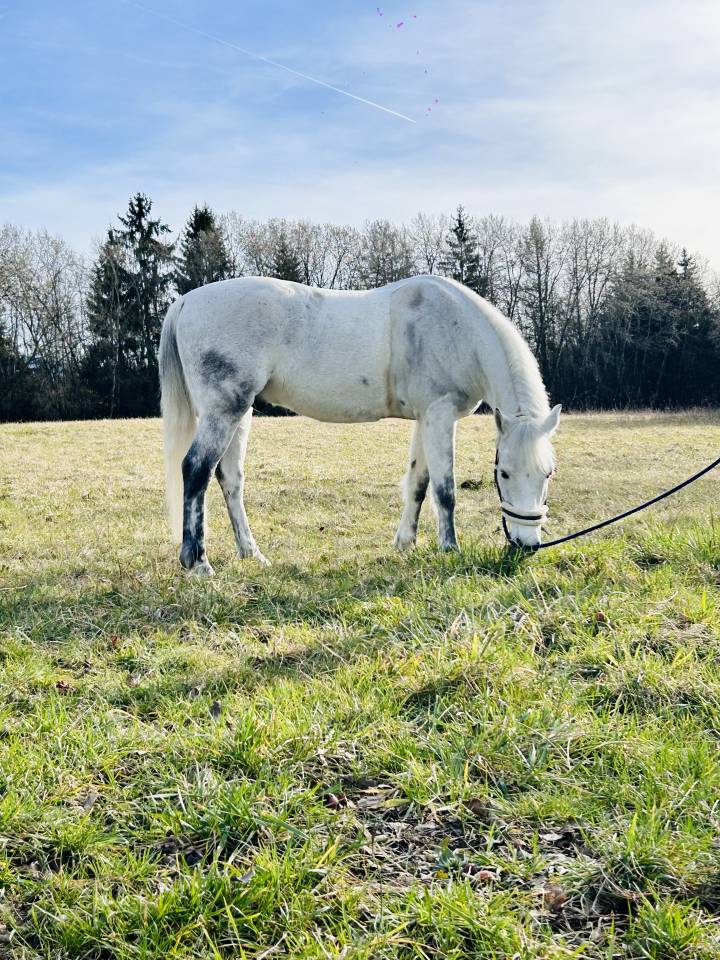 PONEY DE SPORT CSO 12ans