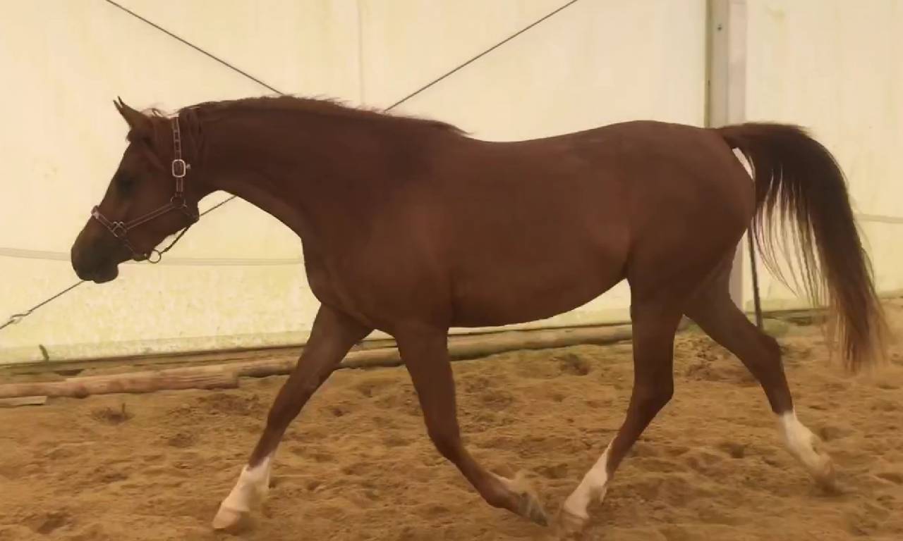 JUMENT-POULICHE ARABE A VENDRE 3 ANS POLYVALENTE SPORT 