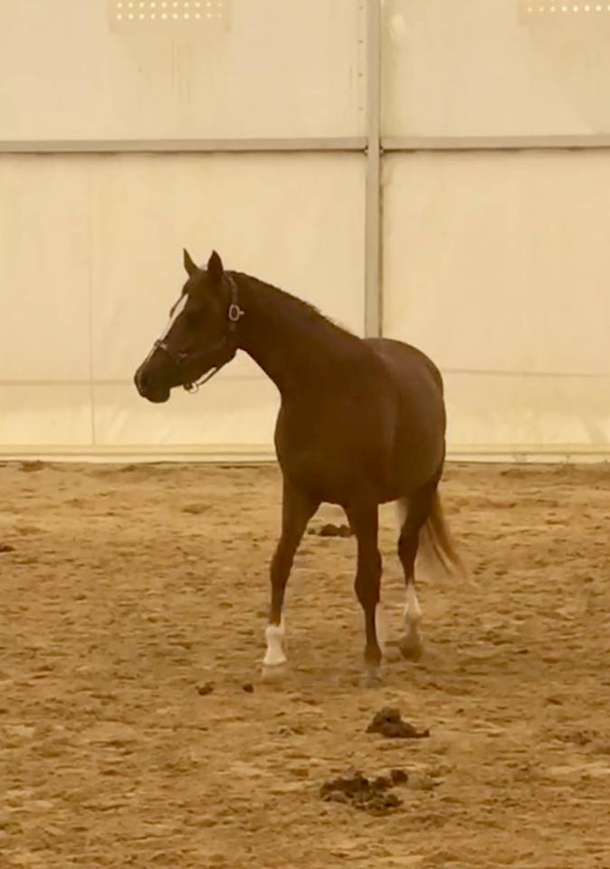 JUMENT-POULICHE ARABE A VENDRE 3 ANS POLYVALENTE SPORT 