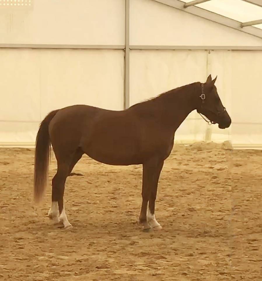 JUMENT-POULICHE ARABE A VENDRE 3 ANS POLYVALENTE SPORT 