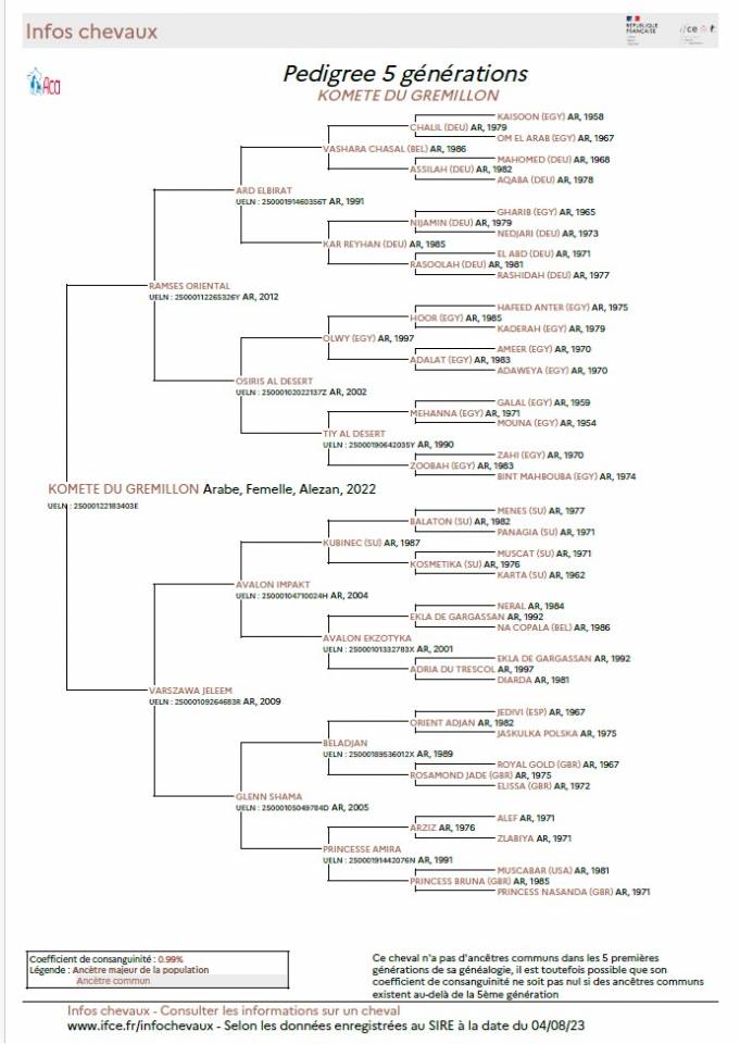 JUMENT-POULICHE ARABE A VENDRE 3 ANS POLYVALENTE SPORT 