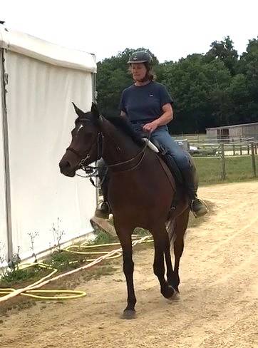 JUMENT-POULICHE ARABE A VENDRE 3 ANS POLYVALENTE SPORT 