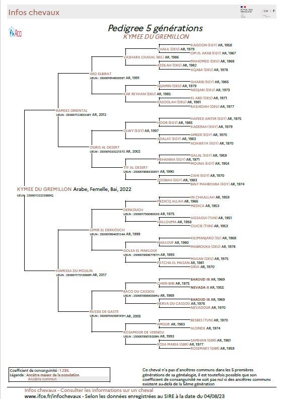 JUMENT-POULICHE ARABE A VENDRE 3 ANS POLYVALENTE SPORT 