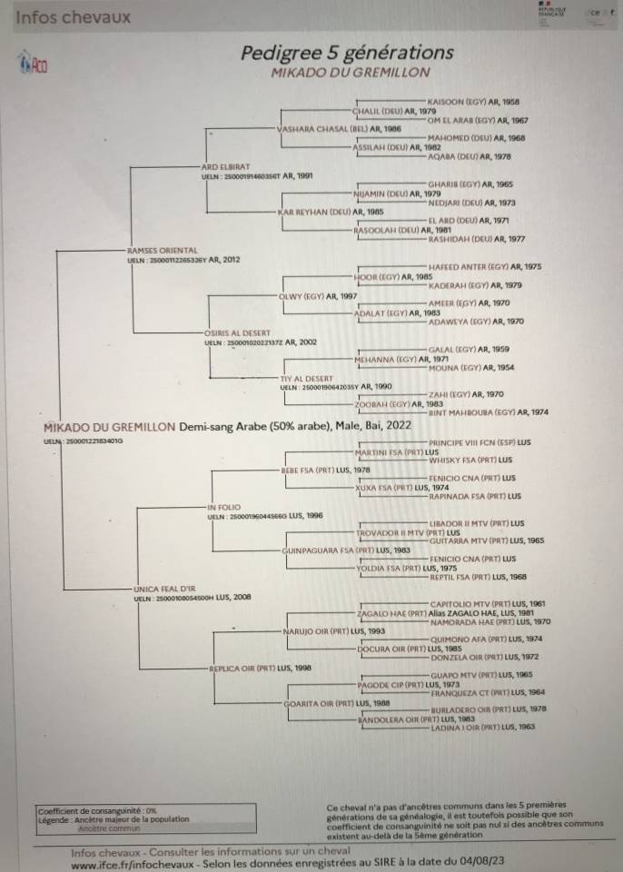 HONGRE LUSITANO-ARABE PP-DSA 3 ANS A VENDRE 