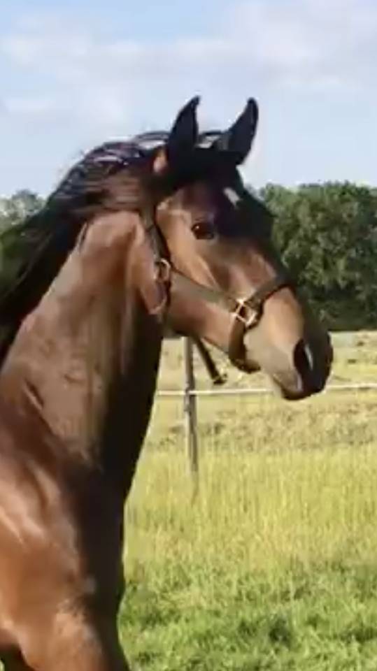 HONGRE LUSITANO-ARABE PP-DSA 3 ANS A VENDRE 