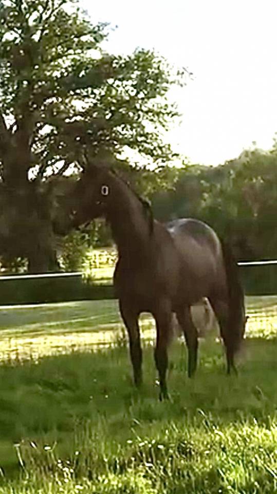 HONGRE LUSITANO-ARABE PP-DSA 3 ANS A VENDRE 