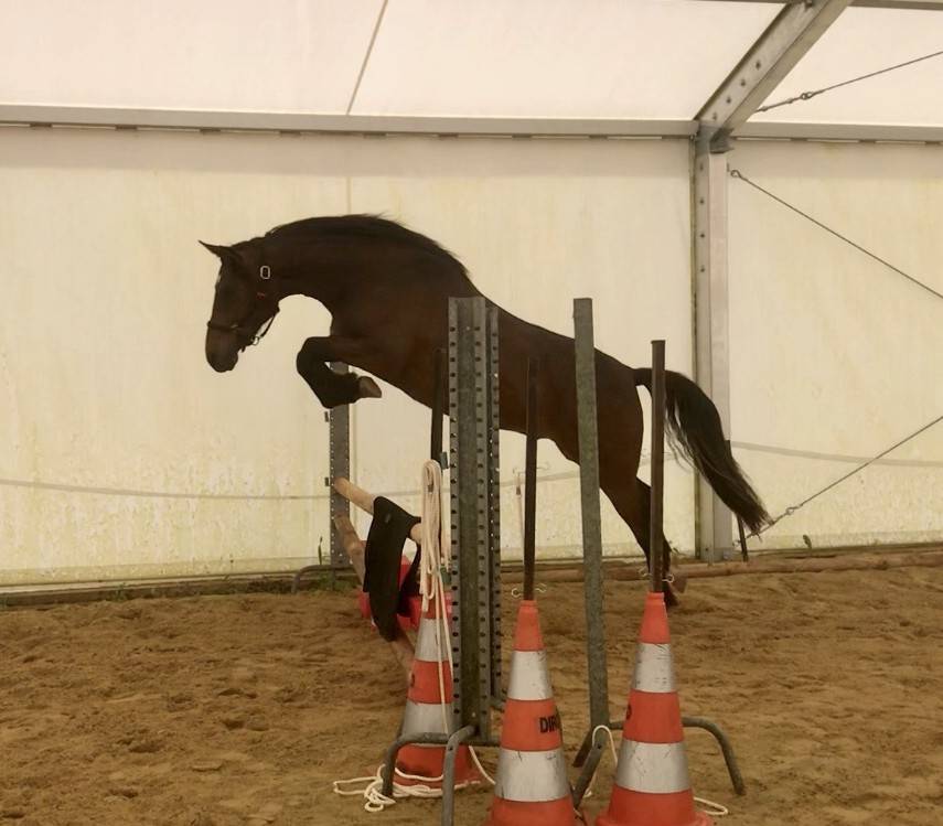 HONGRE LUSITANO-ARABE PP-DSA 3 ANS A VENDRE 