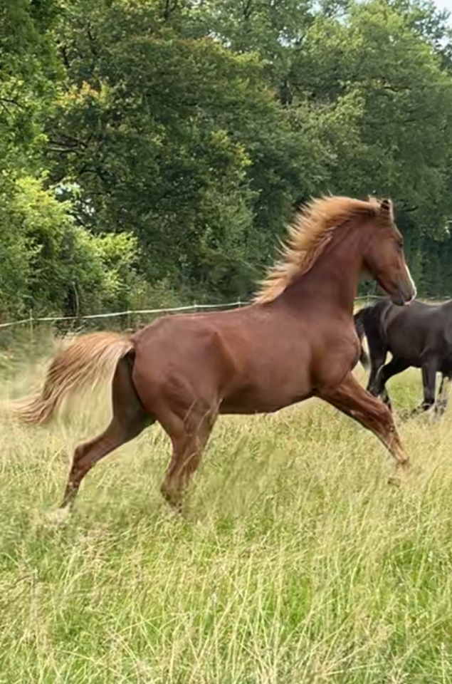 A VENDRE POULAIN LUSITANO-ARABE- PP DSA- 1 AN