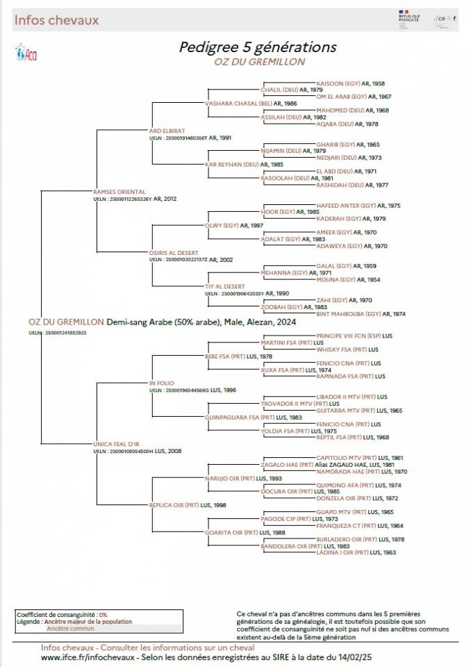 A VENDRE POULAIN LUSITANO-ARABE- PP DSA- 1 AN