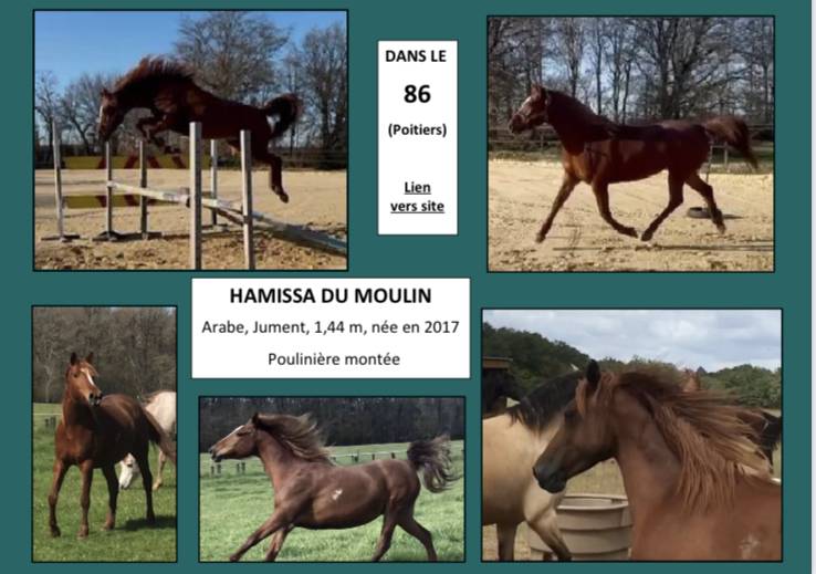 HARAS DU GREMILLON Chevaux Arabes et Demi-Sang Arabes 