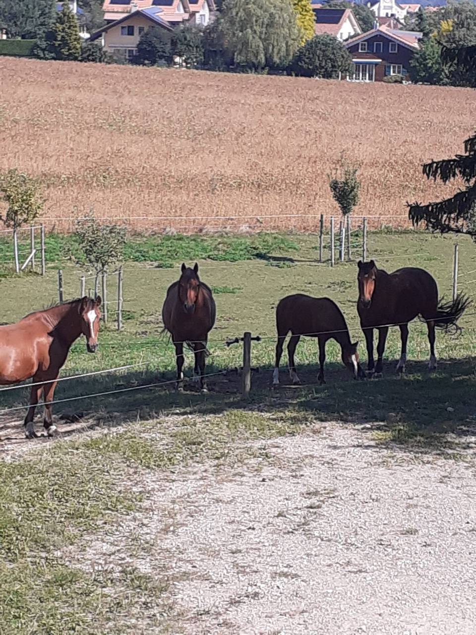 Boxe à louer - Ferme du Cousson 1187 St-oyens