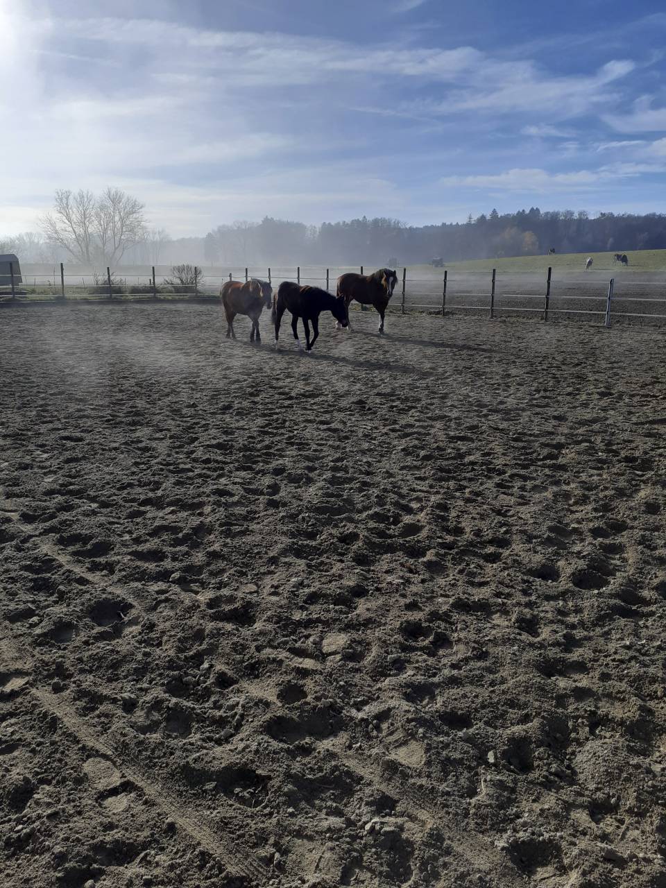 Boxe à louer - Ferme du Cousson 1187 St-oyens