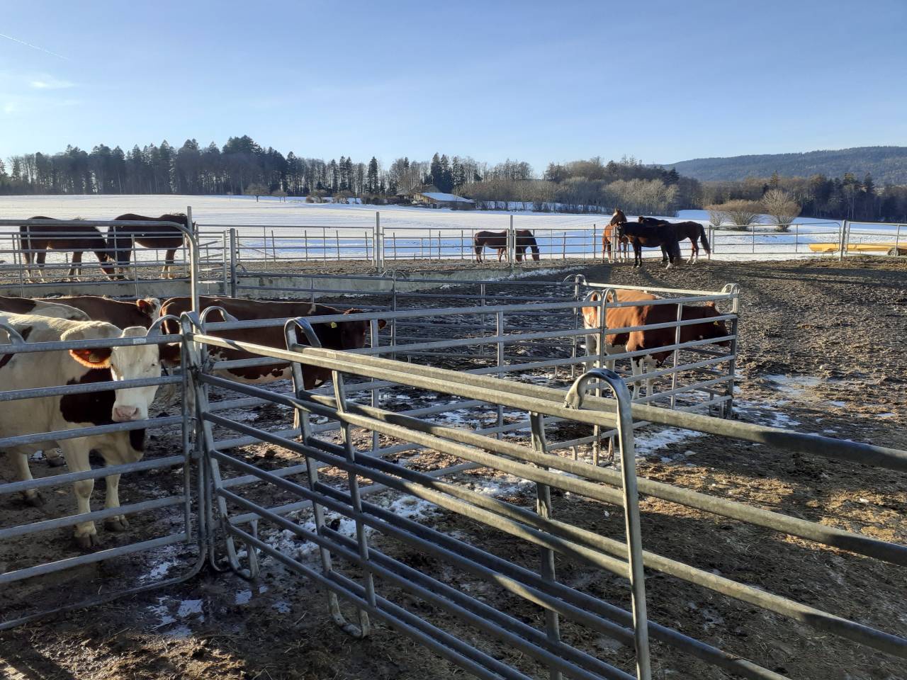 Boxe à louer - Ferme du Cousson 1187 St-oyens