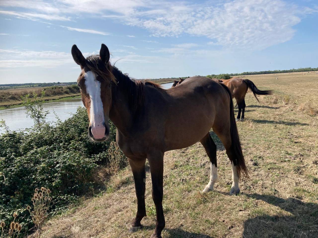 hongre SF de 3 ans pour CSO ou CCE