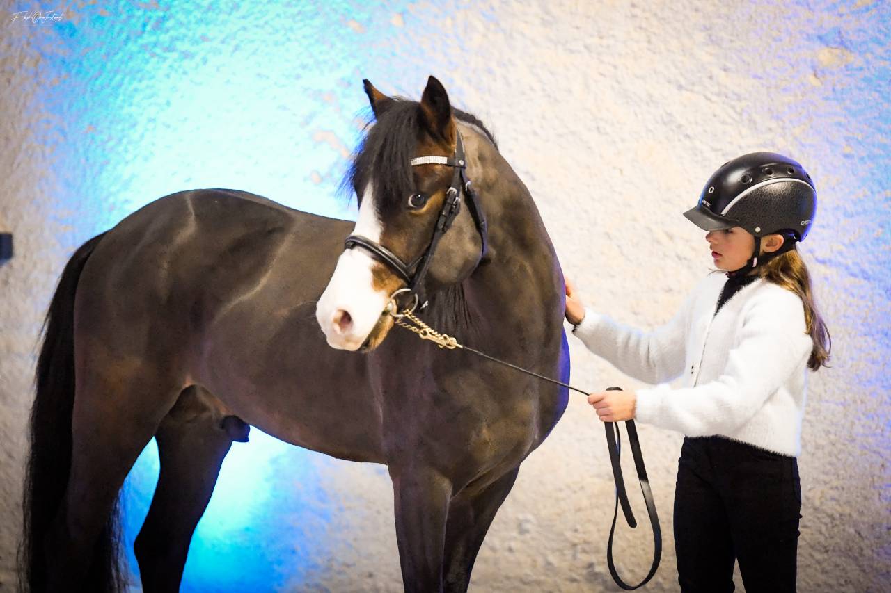 Koetsiershoeve Billy of Glory NF taille B