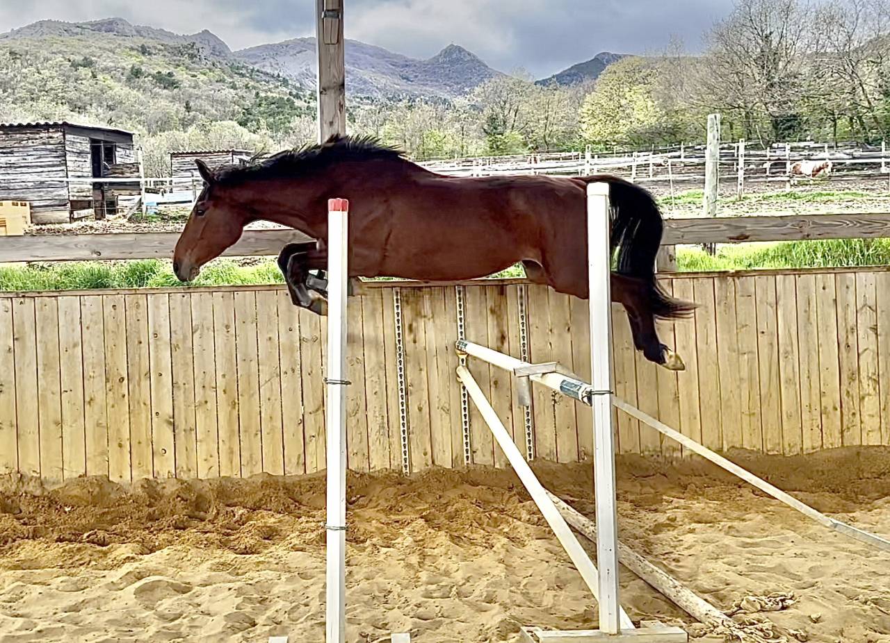 jument SF potentiel CSO ++