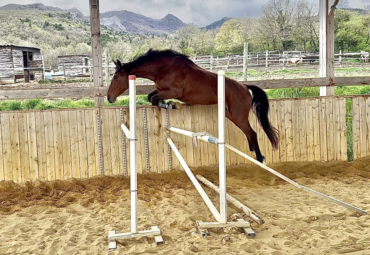 jument SF potentiel CSO ++