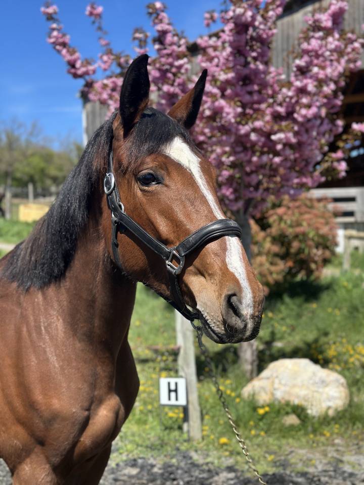 jument SF potentiel CSO ++