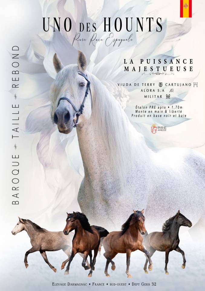 Saillie Etalon 1m70 Espagnole PRE