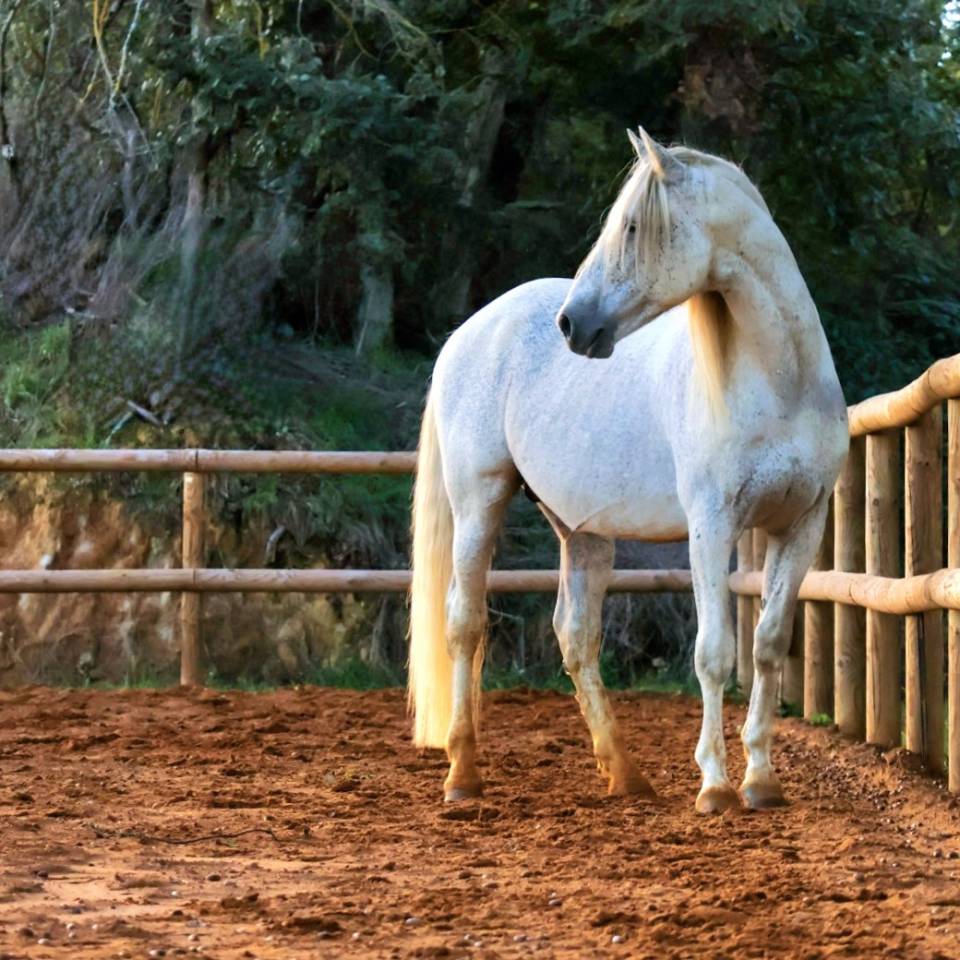 Saillie Etalon 1m70 Espagnole PRE