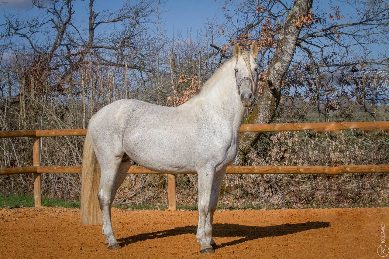Saillie Etalon 1m70 Espagnole PRE