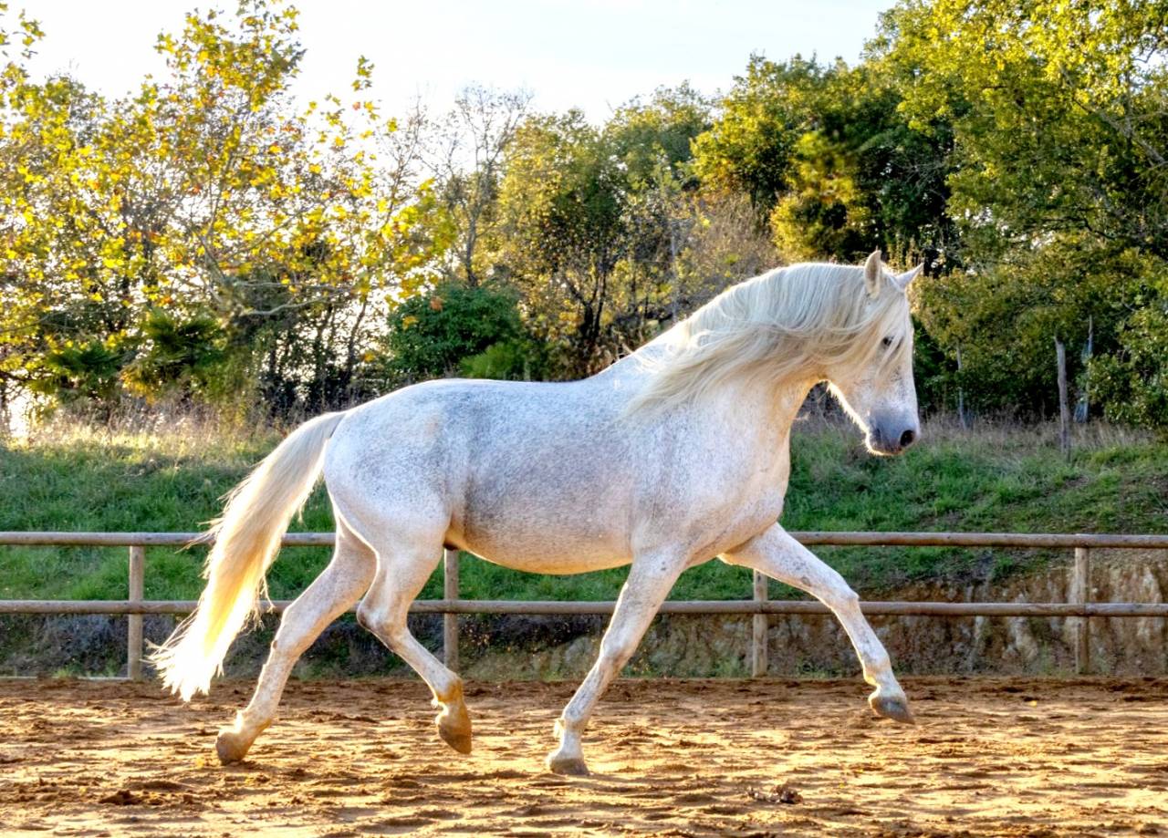 Saillie Etalon 1m70 Espagnole PRE