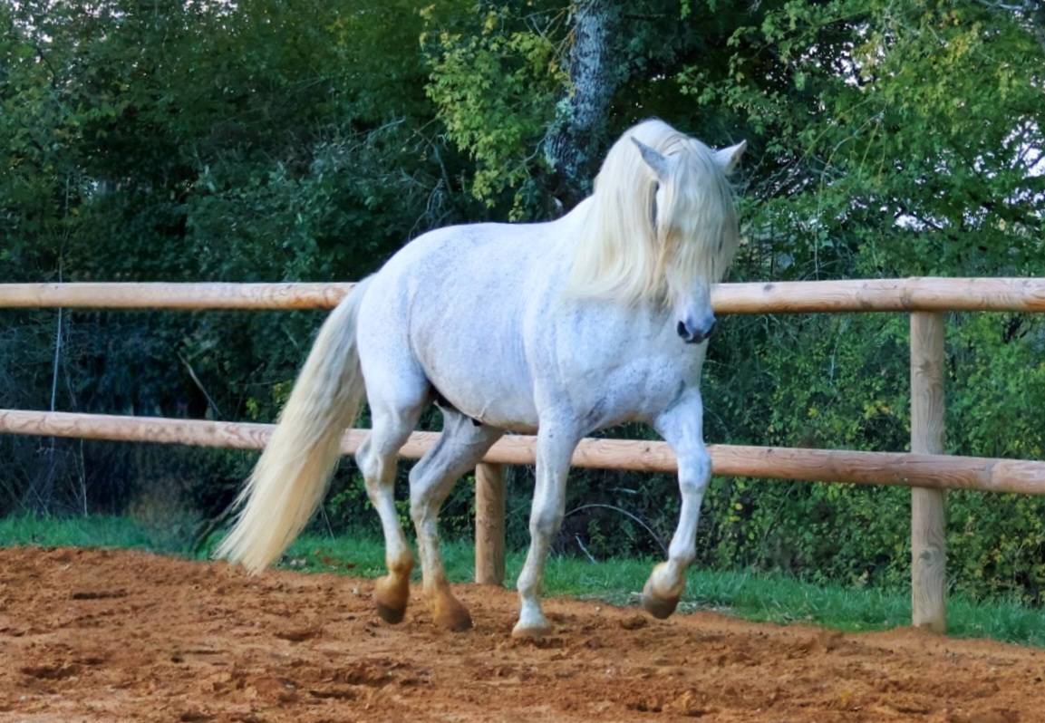 Saillie Etalon 1m70 Espagnole PRE