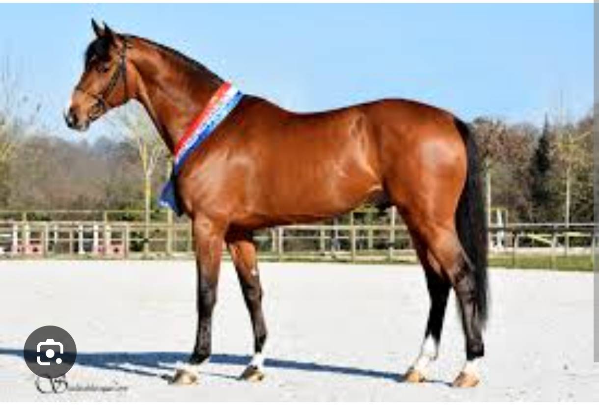 Jolie pouliche de 4 ans par Fibonacci de Lessac 