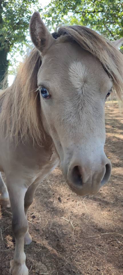 &Eacute;talon Mini Am&eacute;ricain, miniature cheval, mini poney