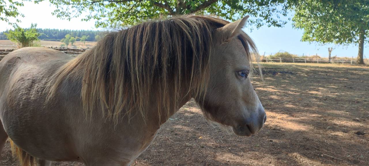 &Eacute;talon Mini Am&eacute;ricain, miniature cheval, mini poney