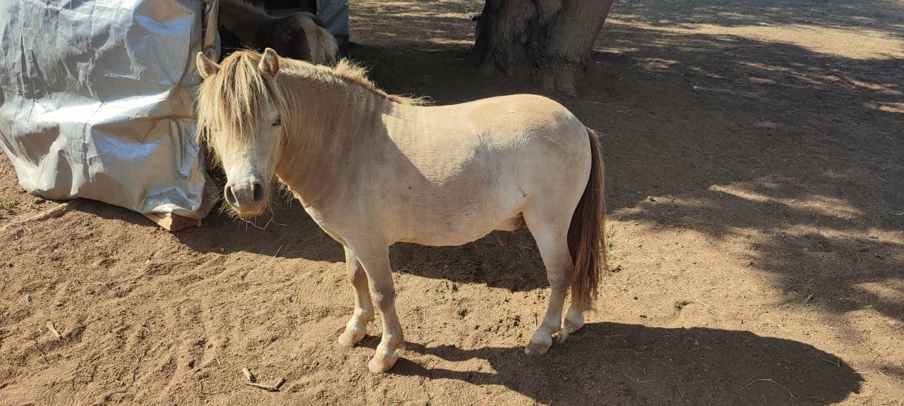 &Eacute;talon Mini Am&eacute;ricain, miniature cheval, mini poney