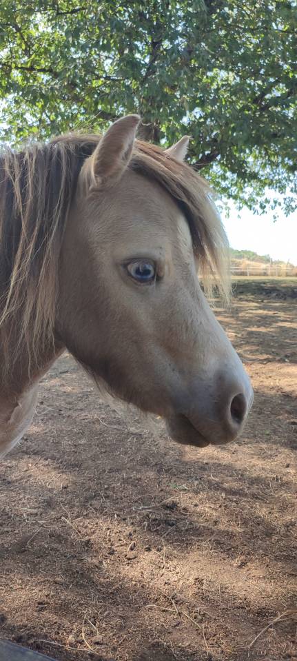 &Eacute;talon Mini Am&eacute;ricain, miniature cheval, mini poney