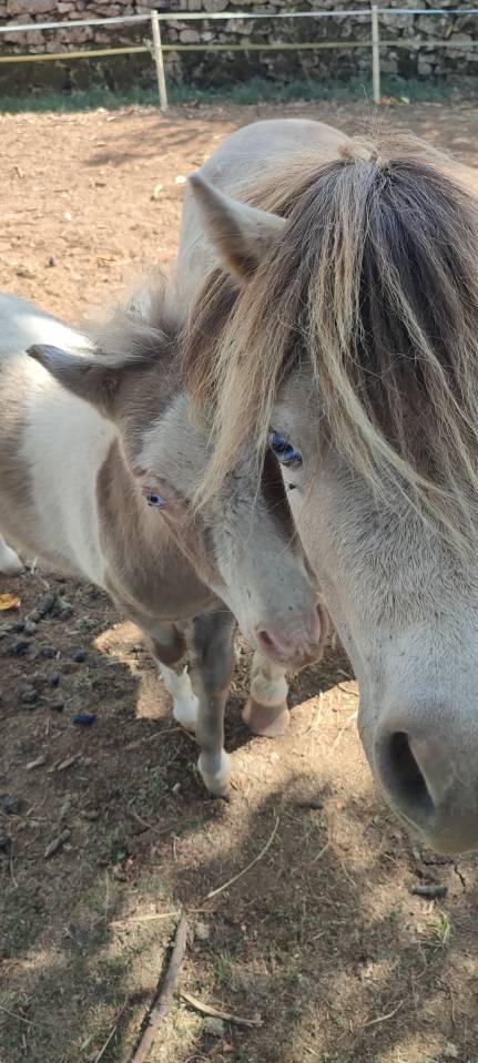 &Eacute;talon Mini Am&eacute;ricain, miniature cheval, mini poney