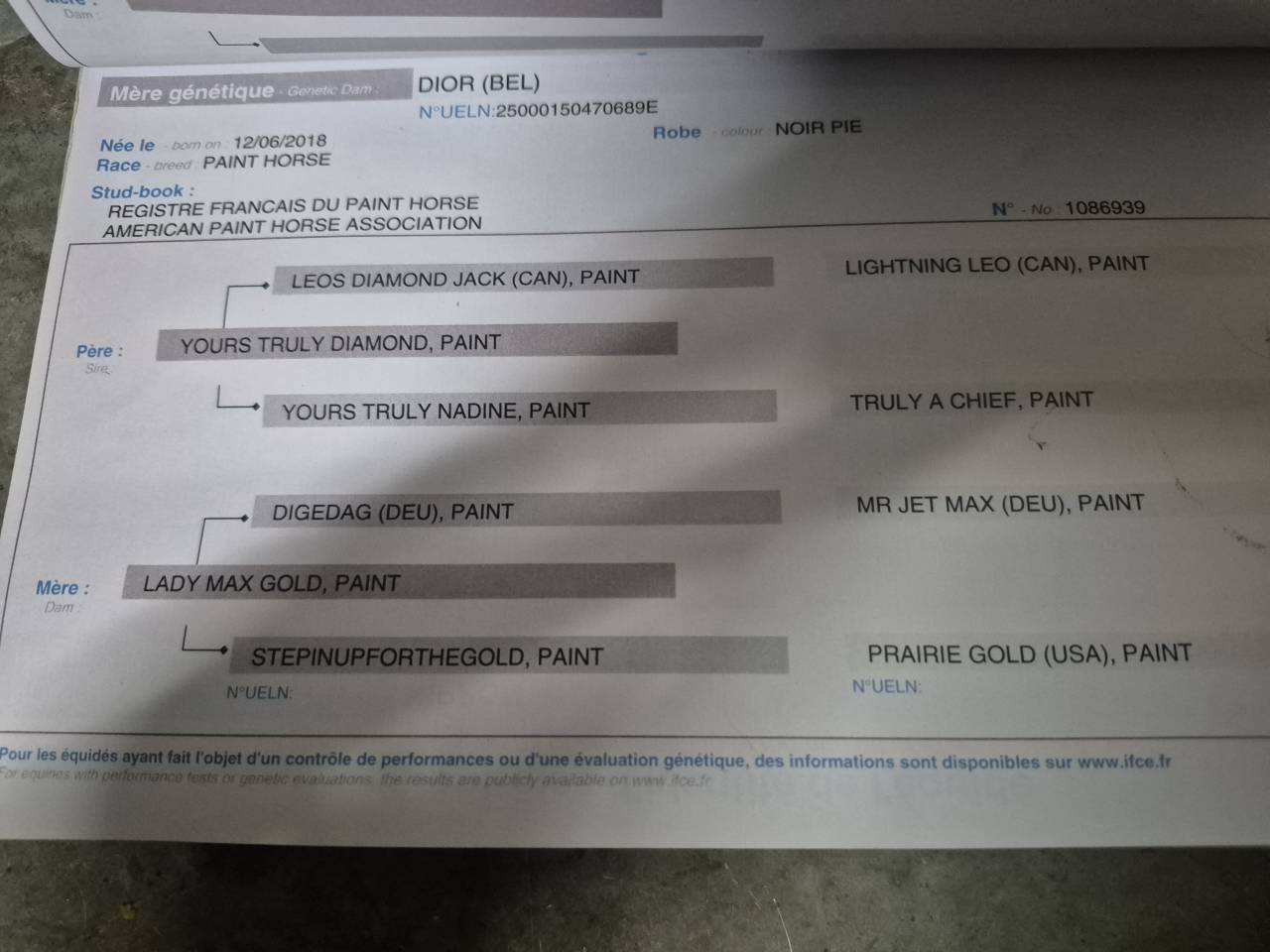 Nippon - Saillie Etalon Paint horse 