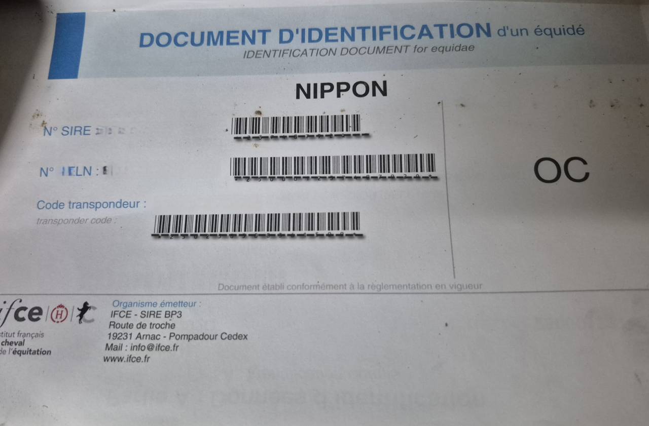 Nippon - Saillie Etalon Paint horse 