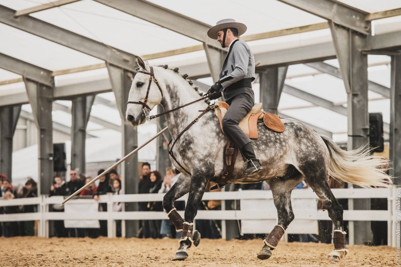 LIMPERADO DU DASTUGUE étalon PSL PP approuvé