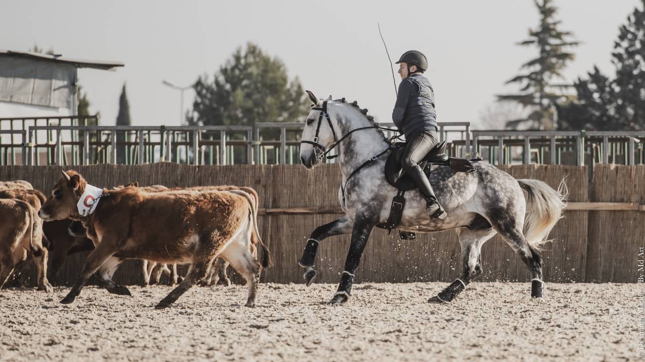 LIMPERADO DU DASTUGUE étalon PSL PP approuvé