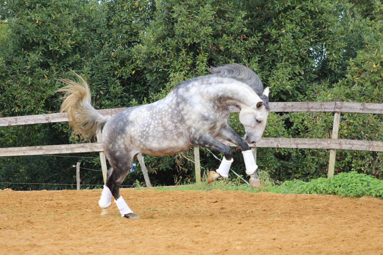 LIMPERADO DU DASTUGUE étalon PSL PP approuvé