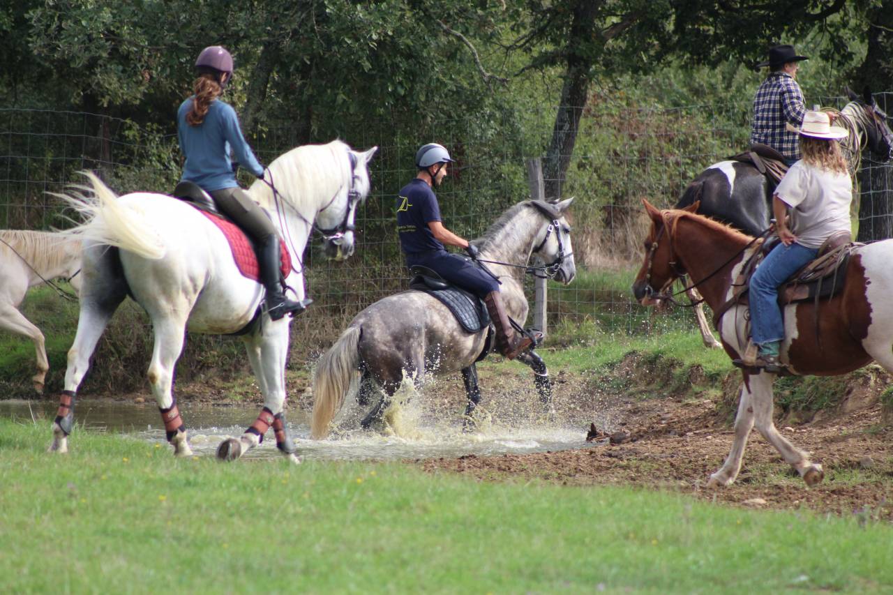 LIMPERADO DU DASTUGUE étalon PSL PP approuvé