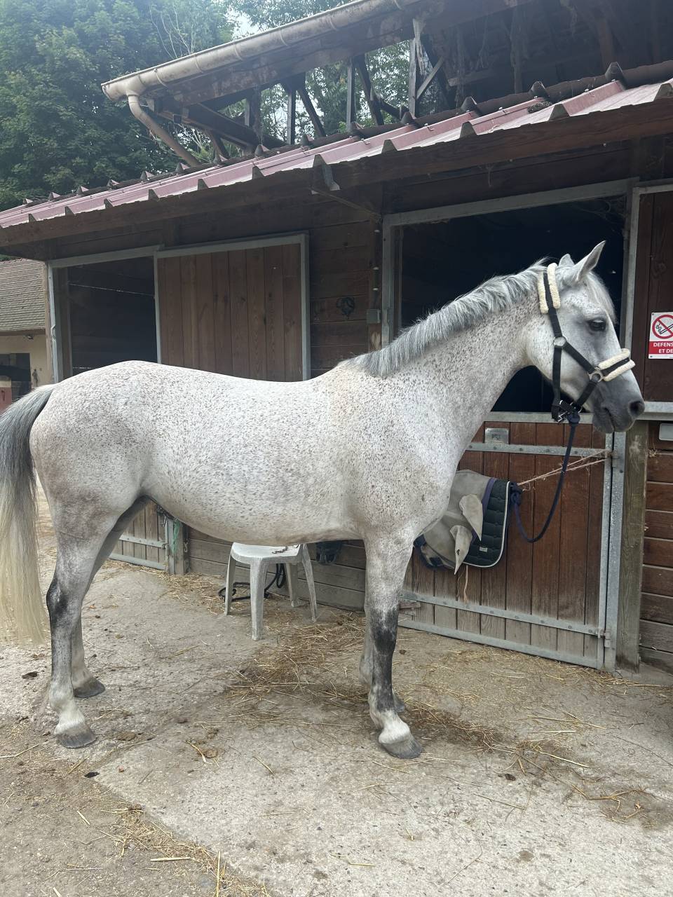 Belle ponette de sport et loisir 9 ans 148 cm